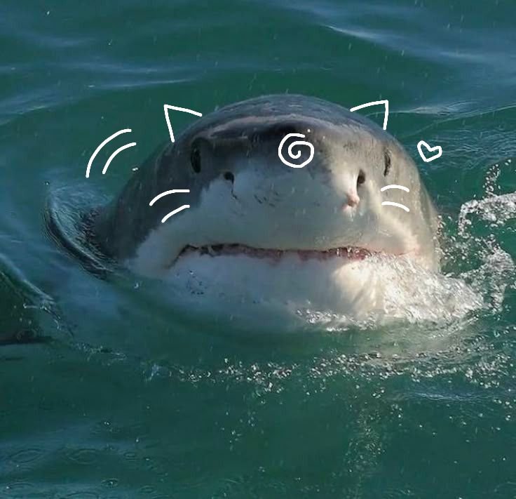 Shark PFP Furry