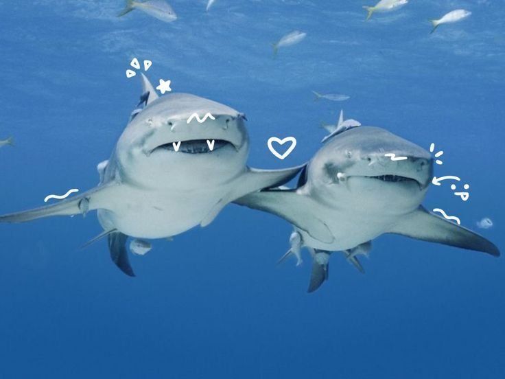 Shark PFP Matching