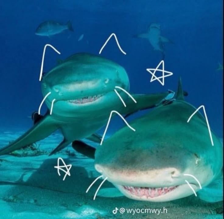 Shark PFP Matching