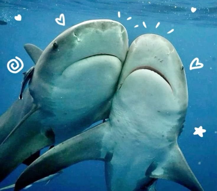 Shark PFP Matching