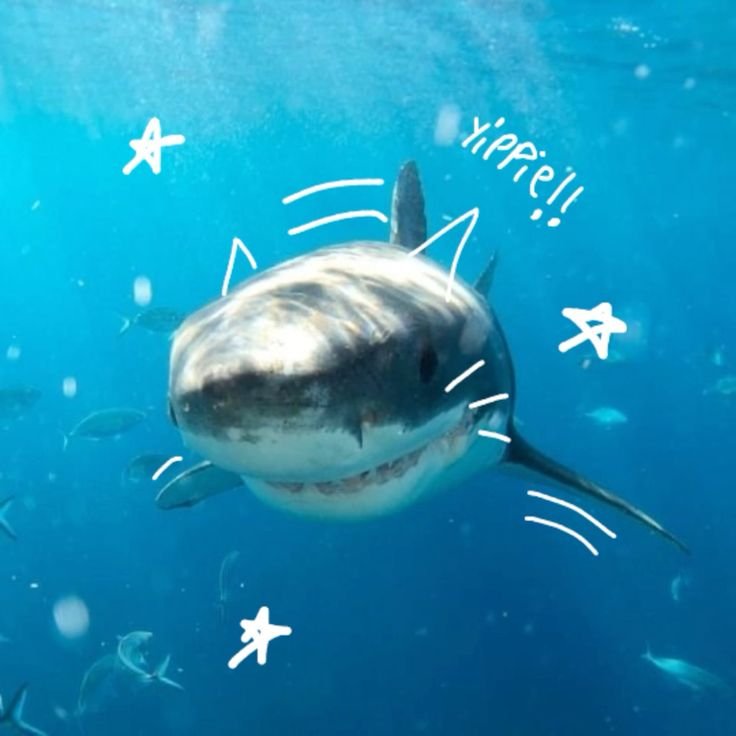 Shark PFP Pinterest
