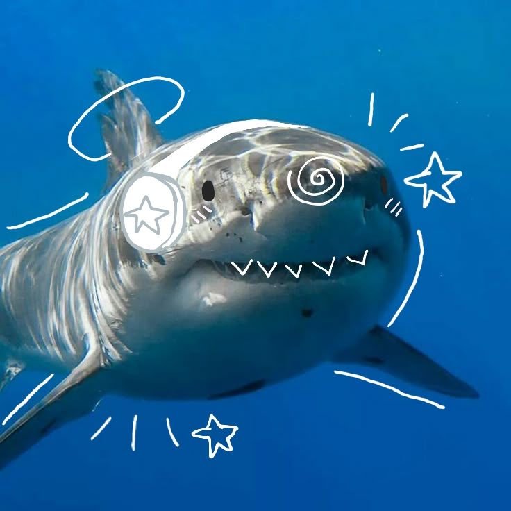 Shark PFP Pinterest