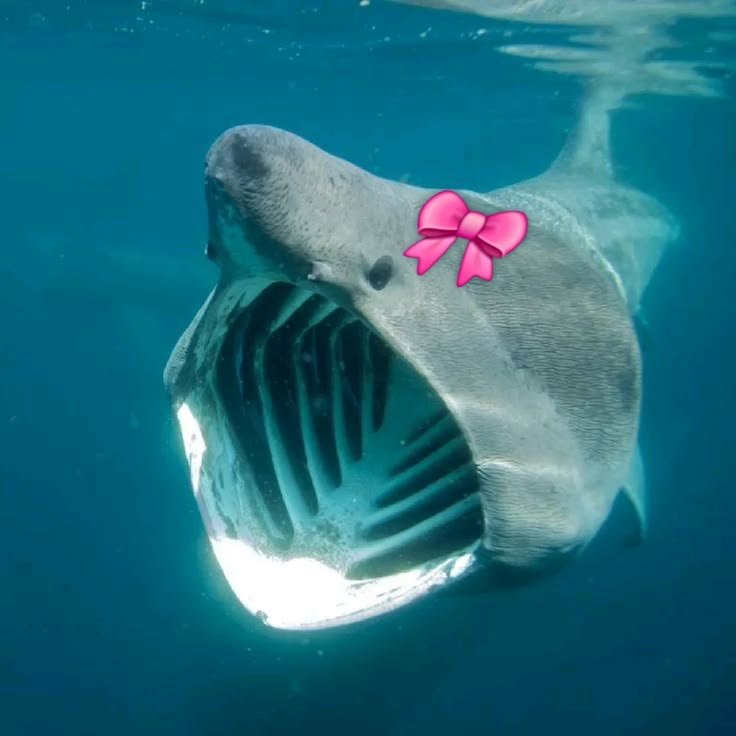 Shark PFP Silly