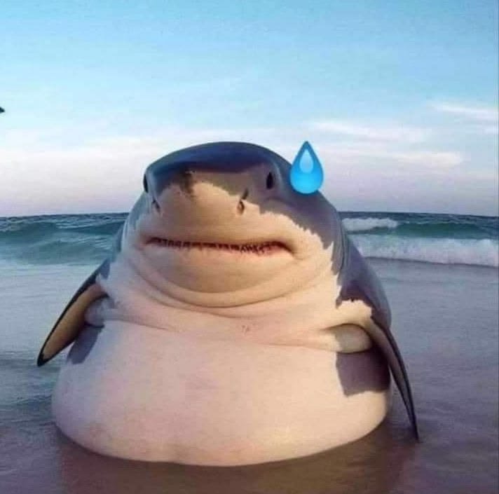 Shark PFP Silly