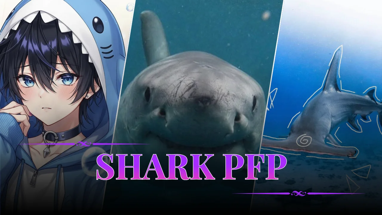 Shark PFP