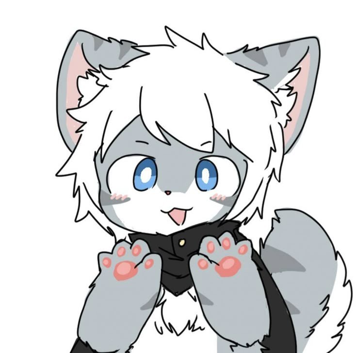 Tiger Shark PFP