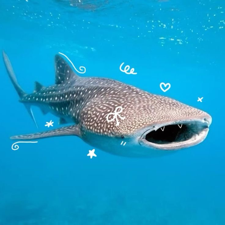 Whale Shark PFP