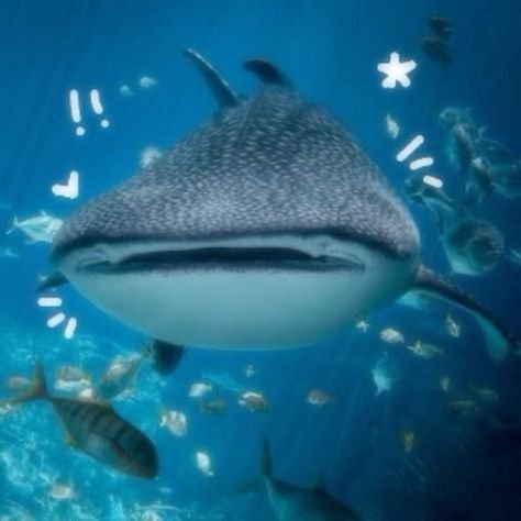 Whale Shark PFP
