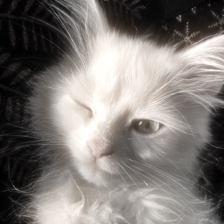 White Aesthetic PFP Discord