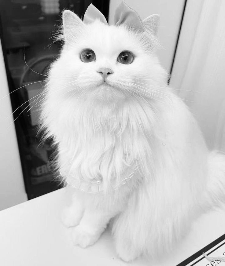White Cat PFP Aesthetic