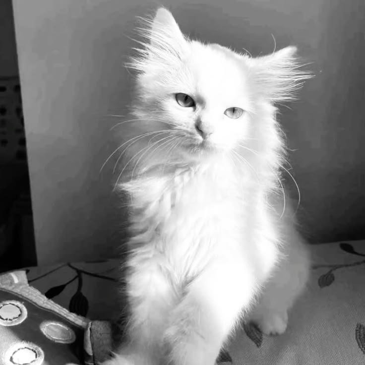 White Cat PFP Aesthetic
