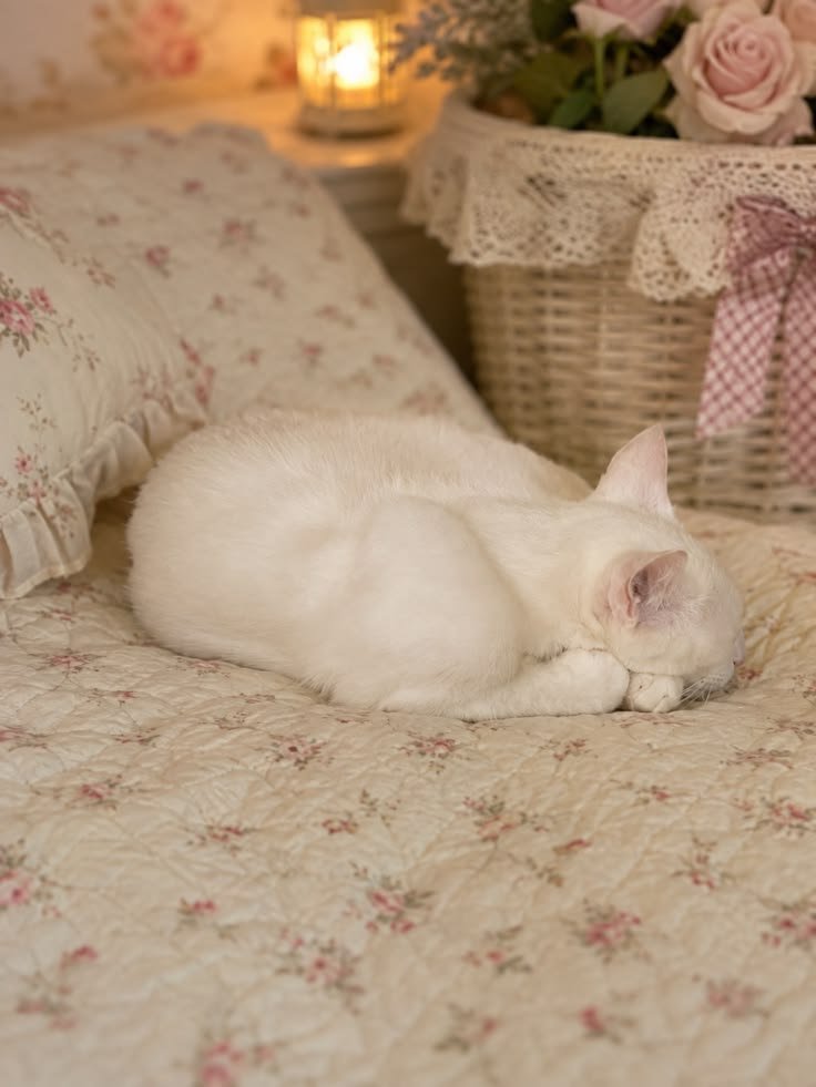 White Cat PFP Aesthetic