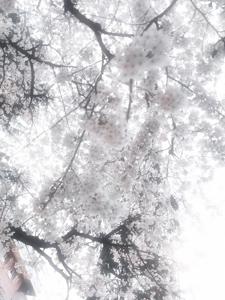 White PFP Aesthetic Wallpaper