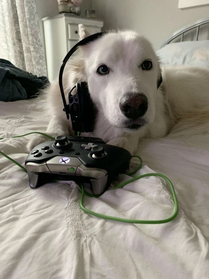 Xbox 360 Dog PFP