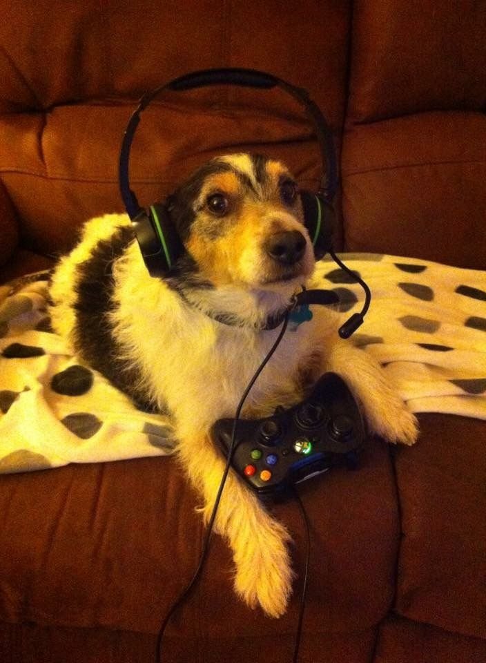 Xbox 360 Dog PFP