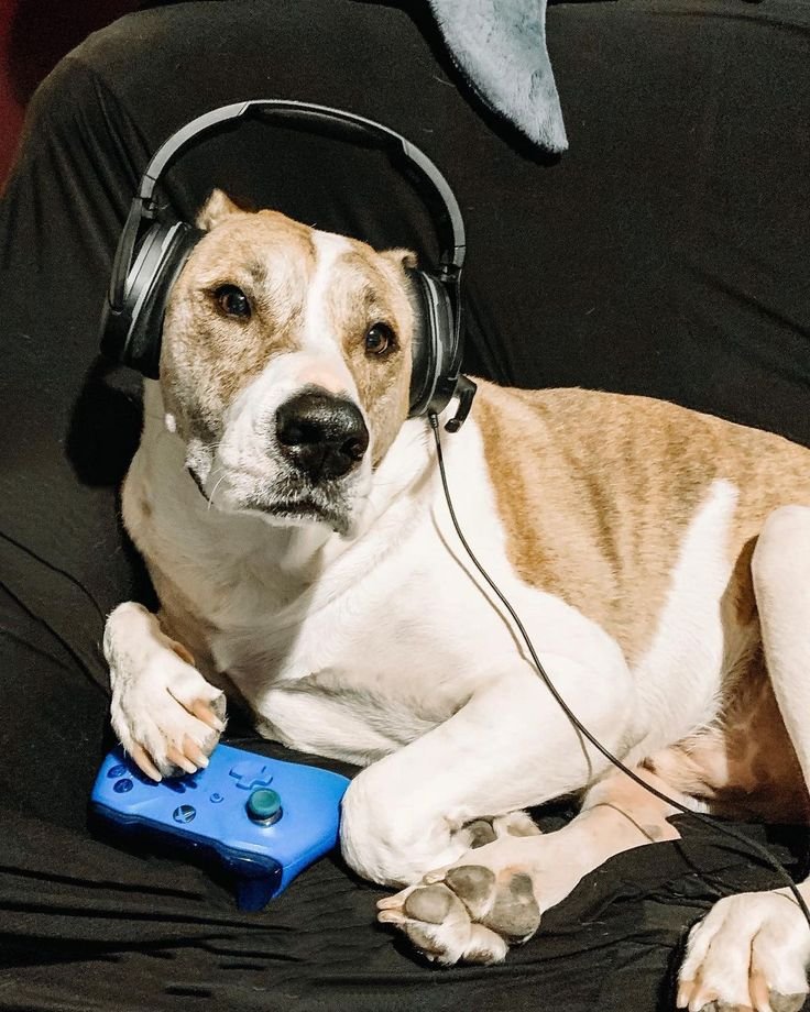 Xbox 360 Dog PFP